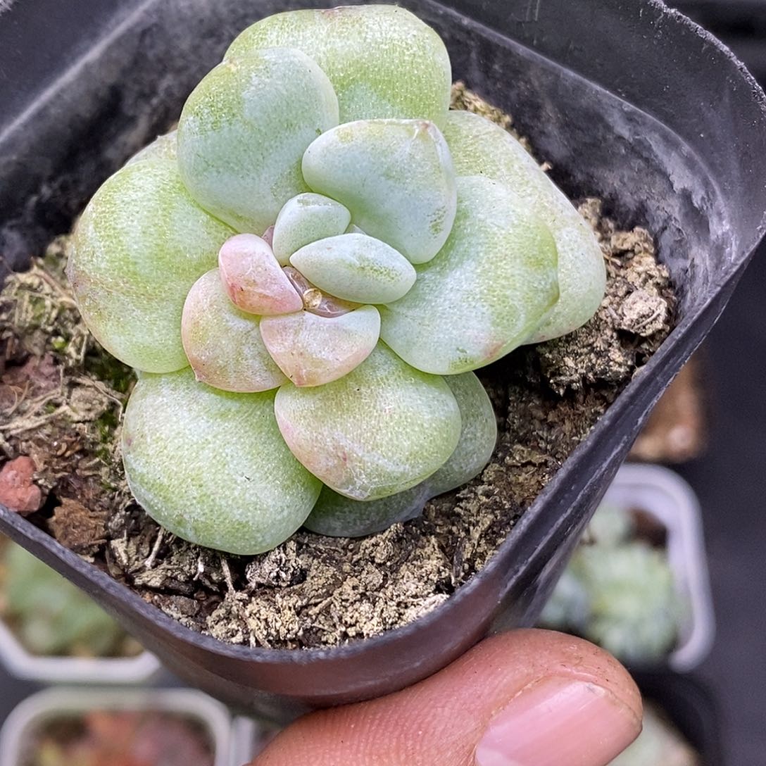 冰玉石化红宝石30包邮非偏远
