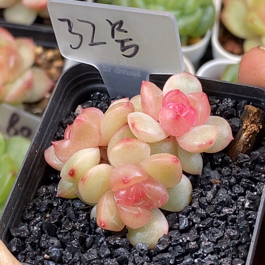 天官赐福百无禁忌