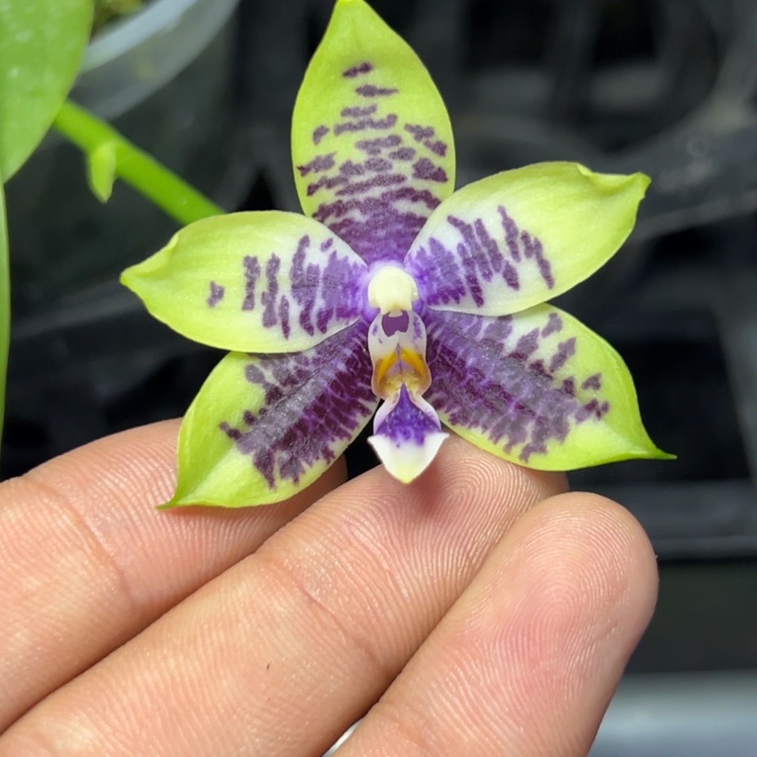 完全开放l109三寸柳林3602