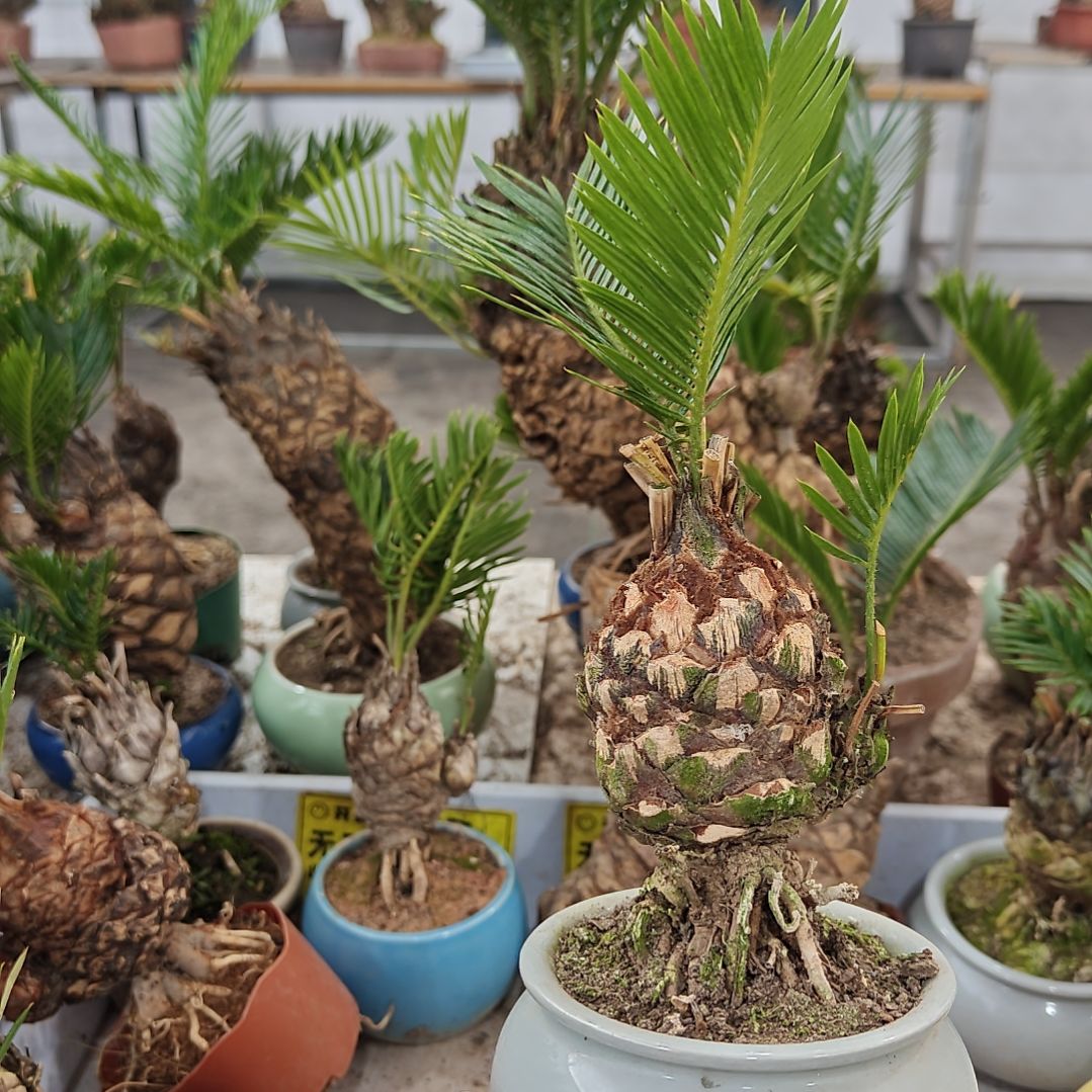 春***a无花朵白鳞铁盆景基地价