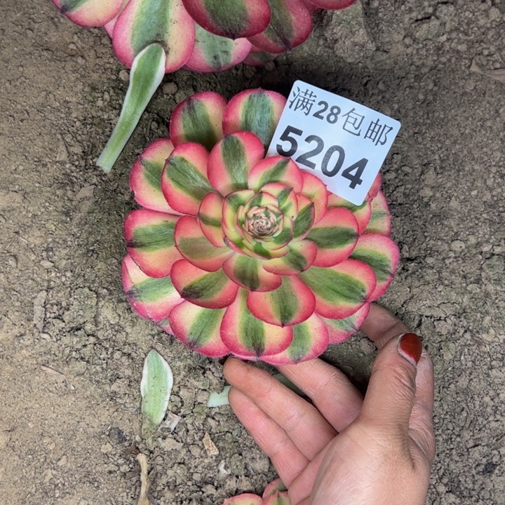 5204南倾城多肉植物