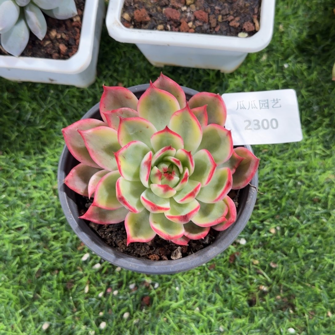2300桃花锦多肉植物的时候