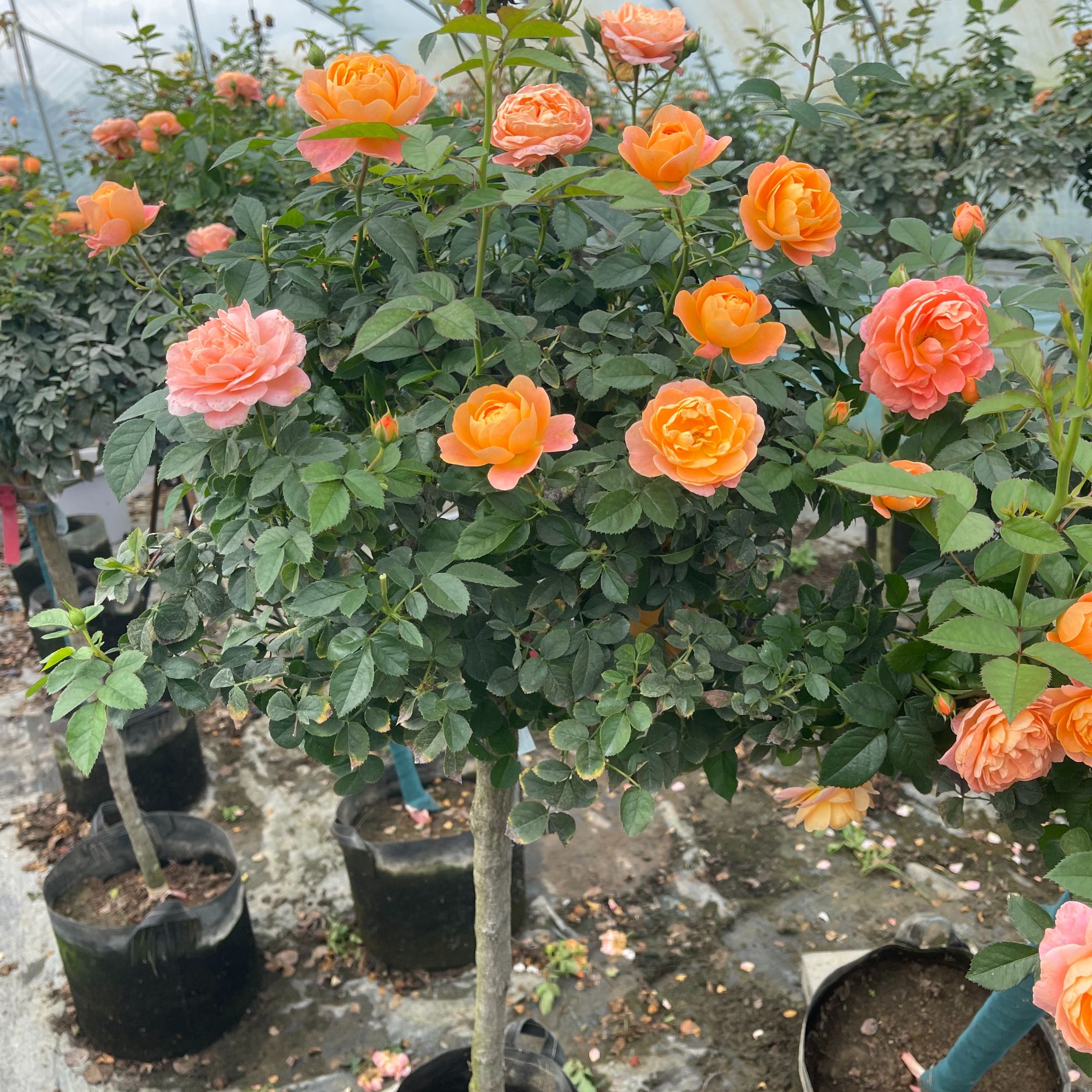 果汁阳台系月季老桩棒棒糖室内室外庭院种植新手易养护多季节开花