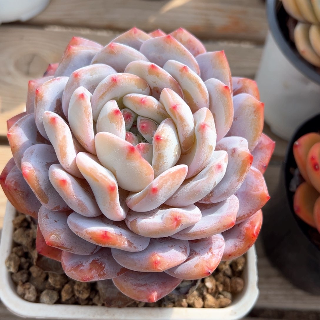 星影糖心多肉植物