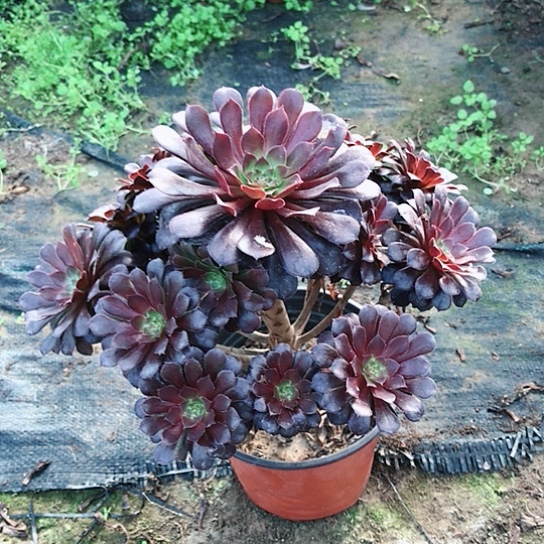 糖***酱黑铜法师多肉植物65
