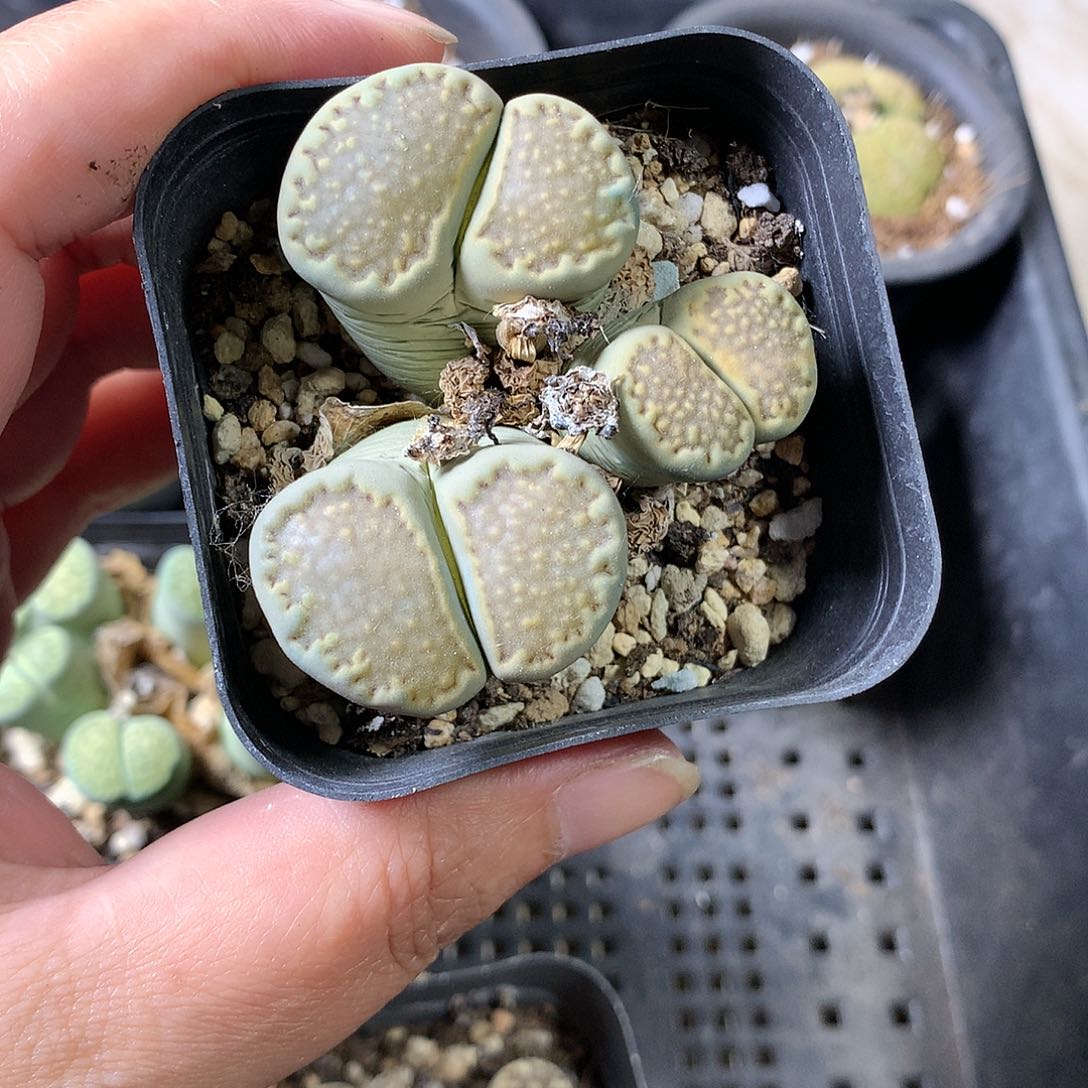 劳****子A388多肉植物保护