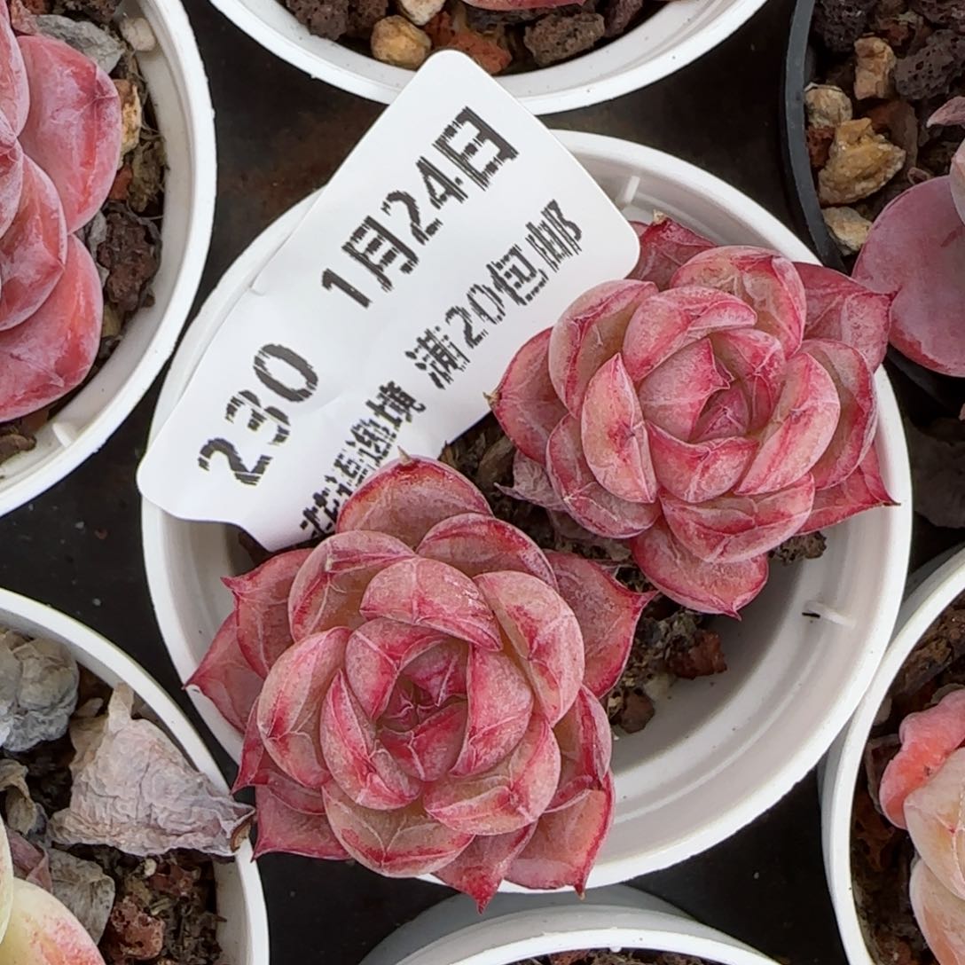 花语逸境0124-230