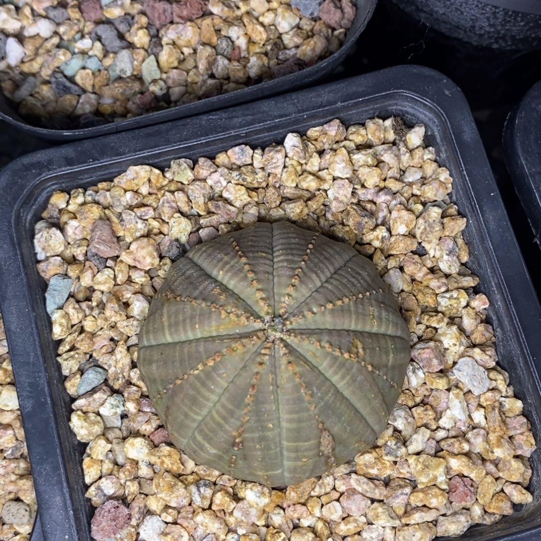 11欧系实生布纹球一物一拍