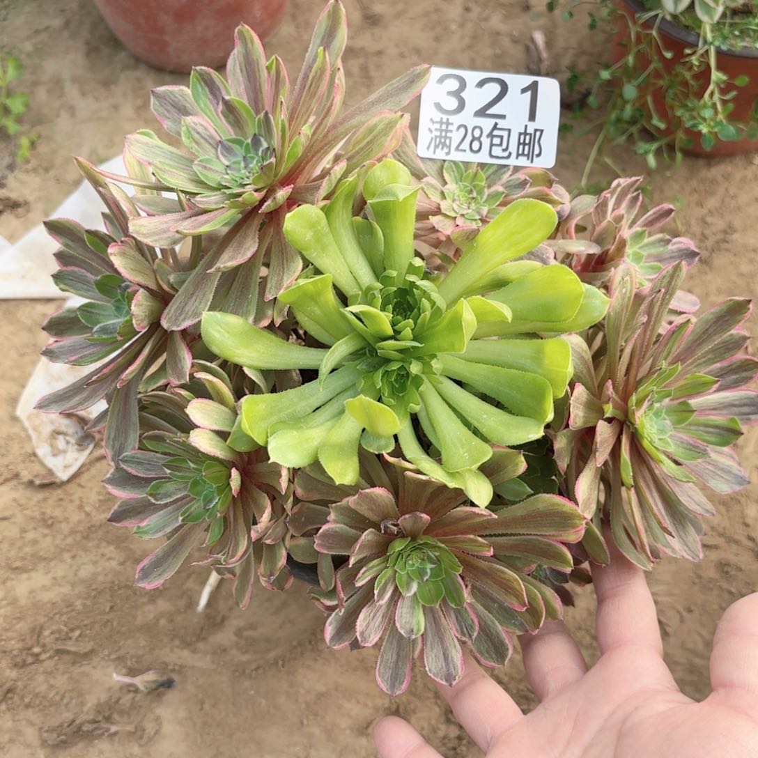 青花瓷多肉11111111