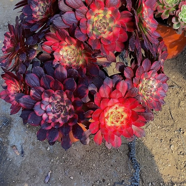 多肉烟花098多肉