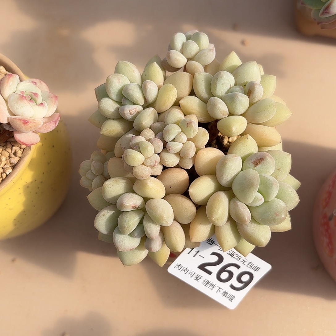 洛可可无盆无发货无