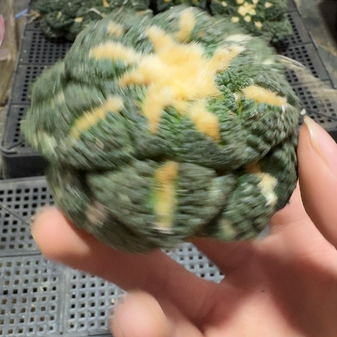 943好仙人球萝卜根