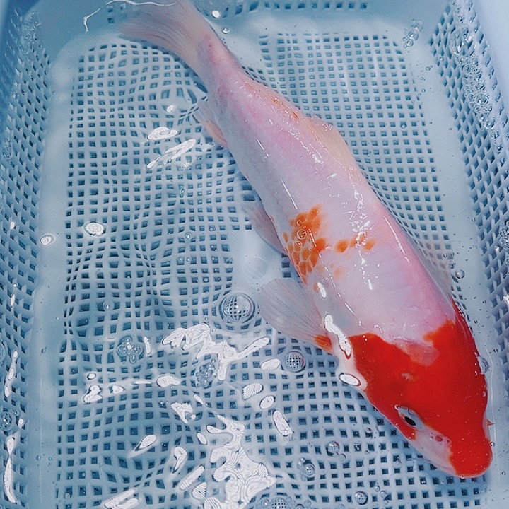 海水鱼锦鲤观赏鱼13