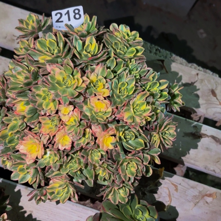218甜茶多肉植物不售后
