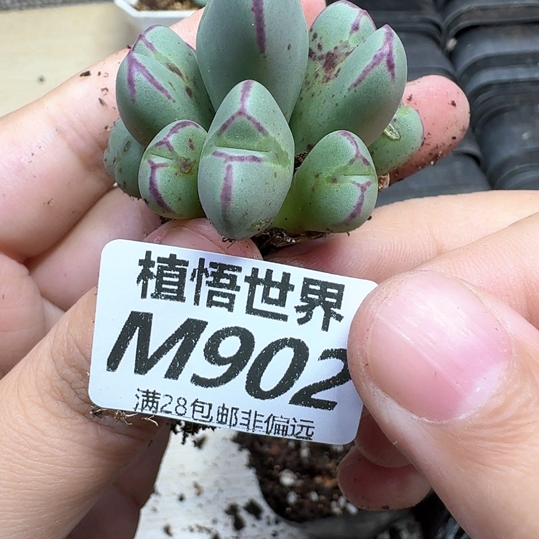 多肉植物的润泽hjj