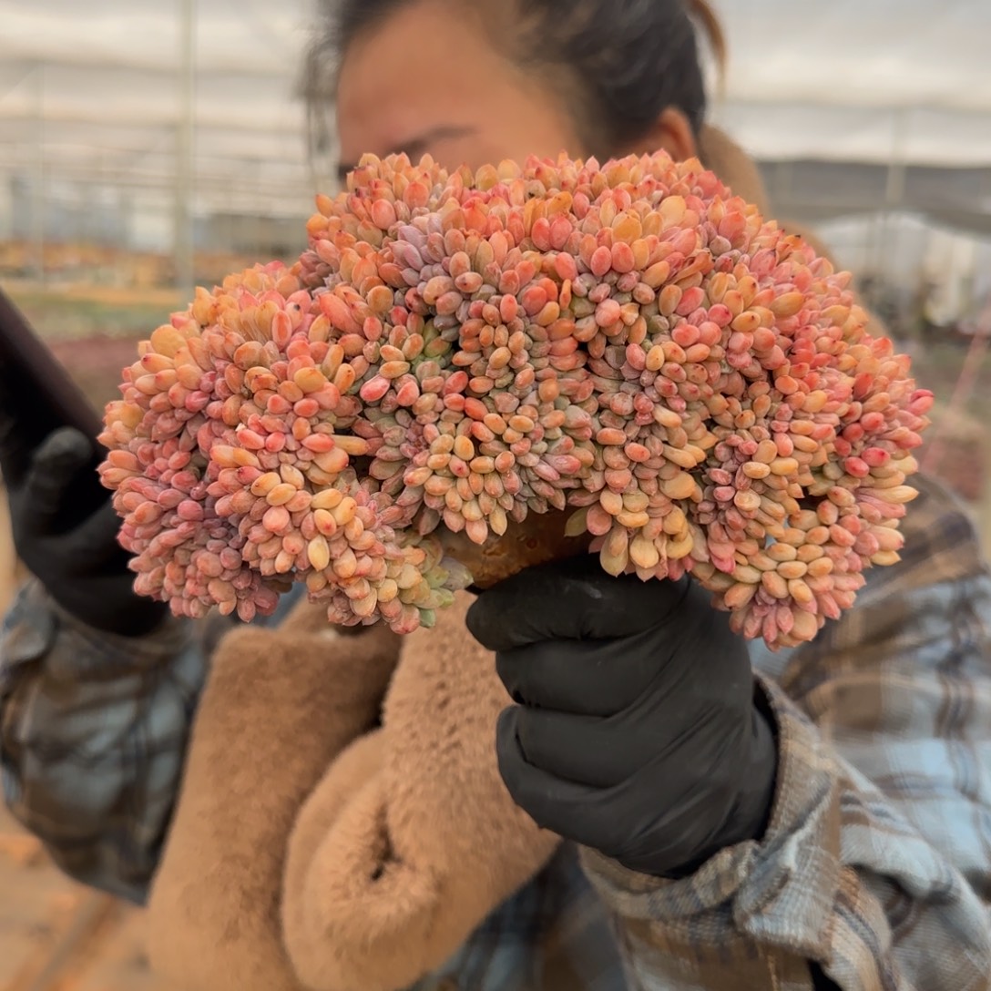 玛瑙缀大鸡腿多肉。     