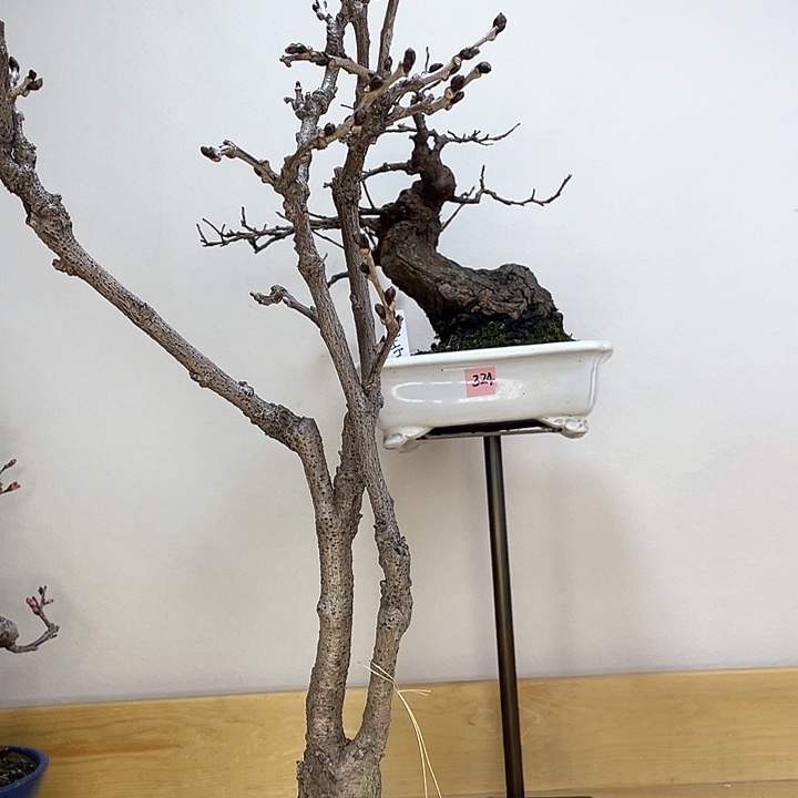 木本丰花紫藤盆栽