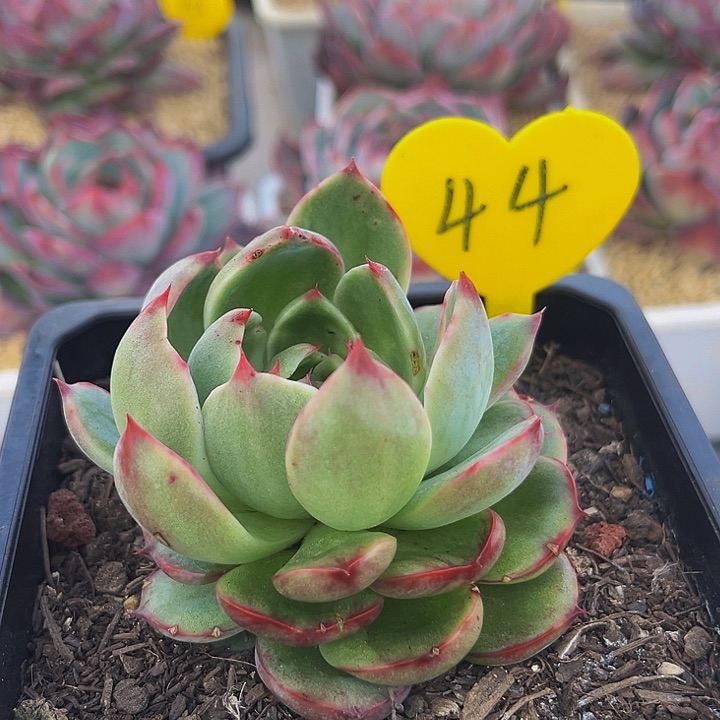 惊鸿仙子多肉植物44