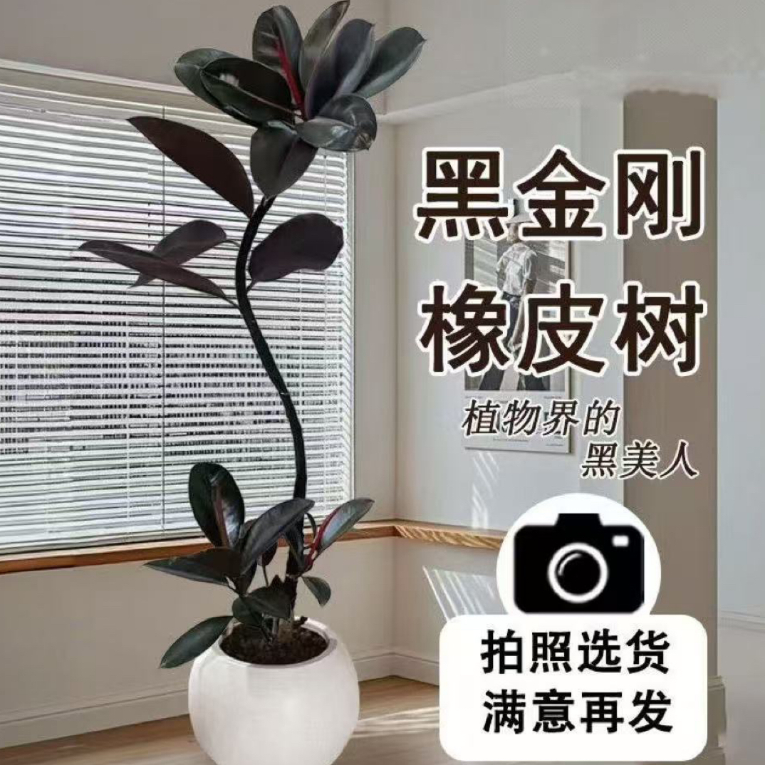 橡皮树网红盆栽室内客厅办公室好养净化空气绿植
