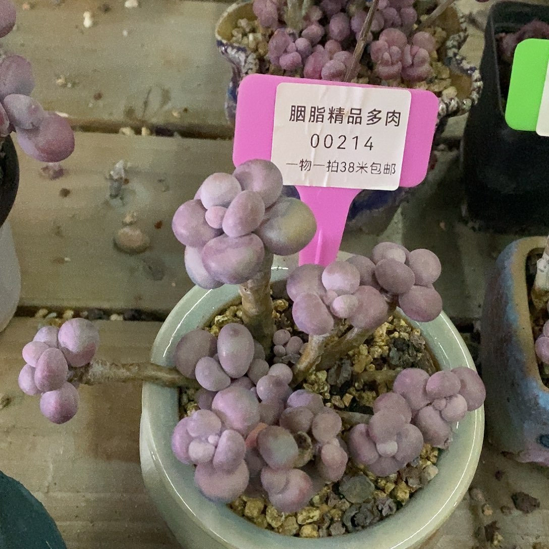 00214啊母后咯哦low