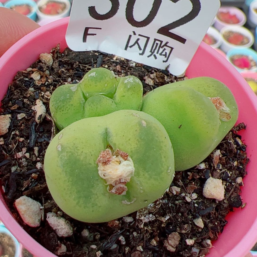 安****?我很喜欢这个F302