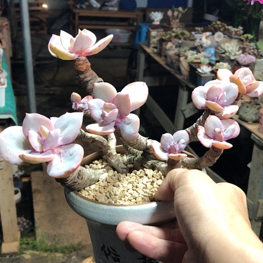 无花朵开心精品多肉福利大放送