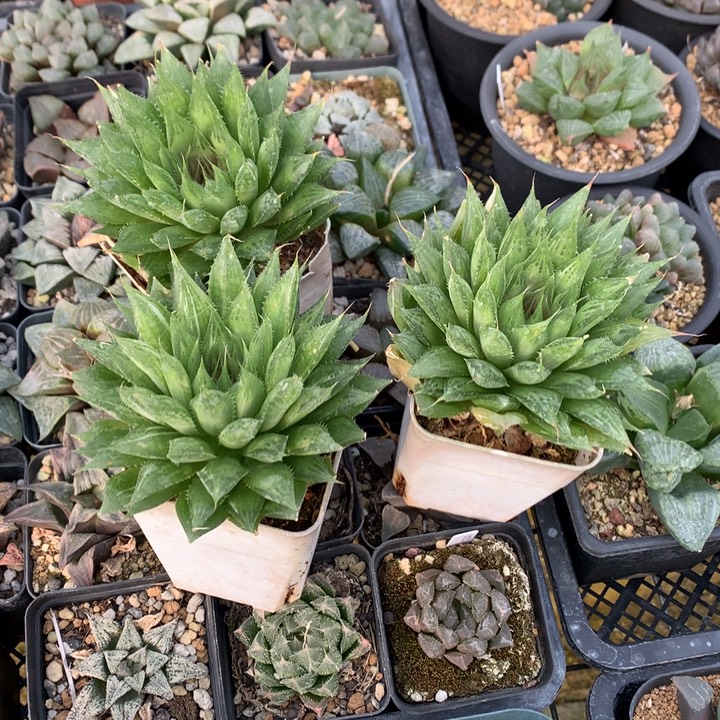 陈***君直播拍，脱土发货了