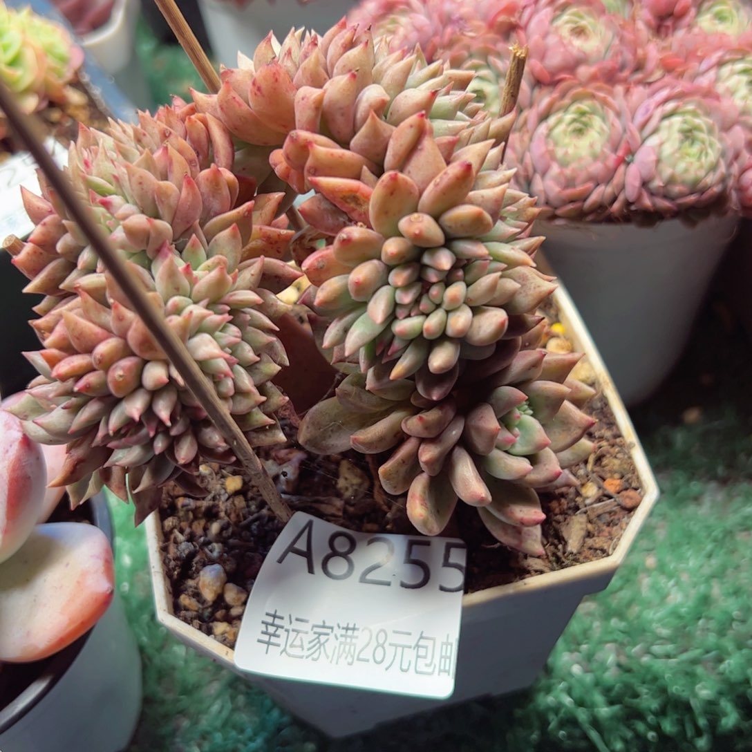 幸运的是我的朋友