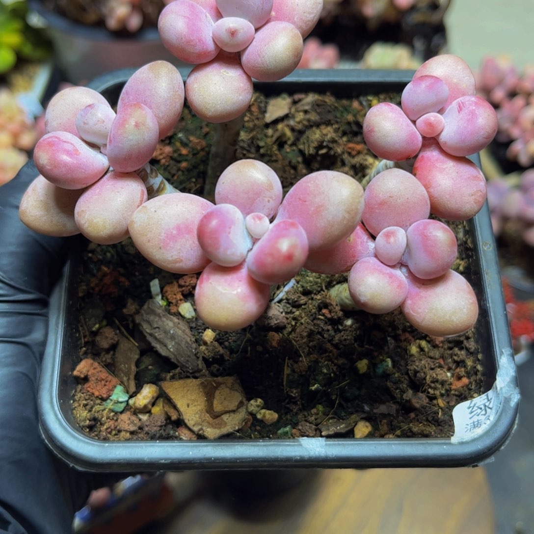 402糖果桃蛋10厘米多肉