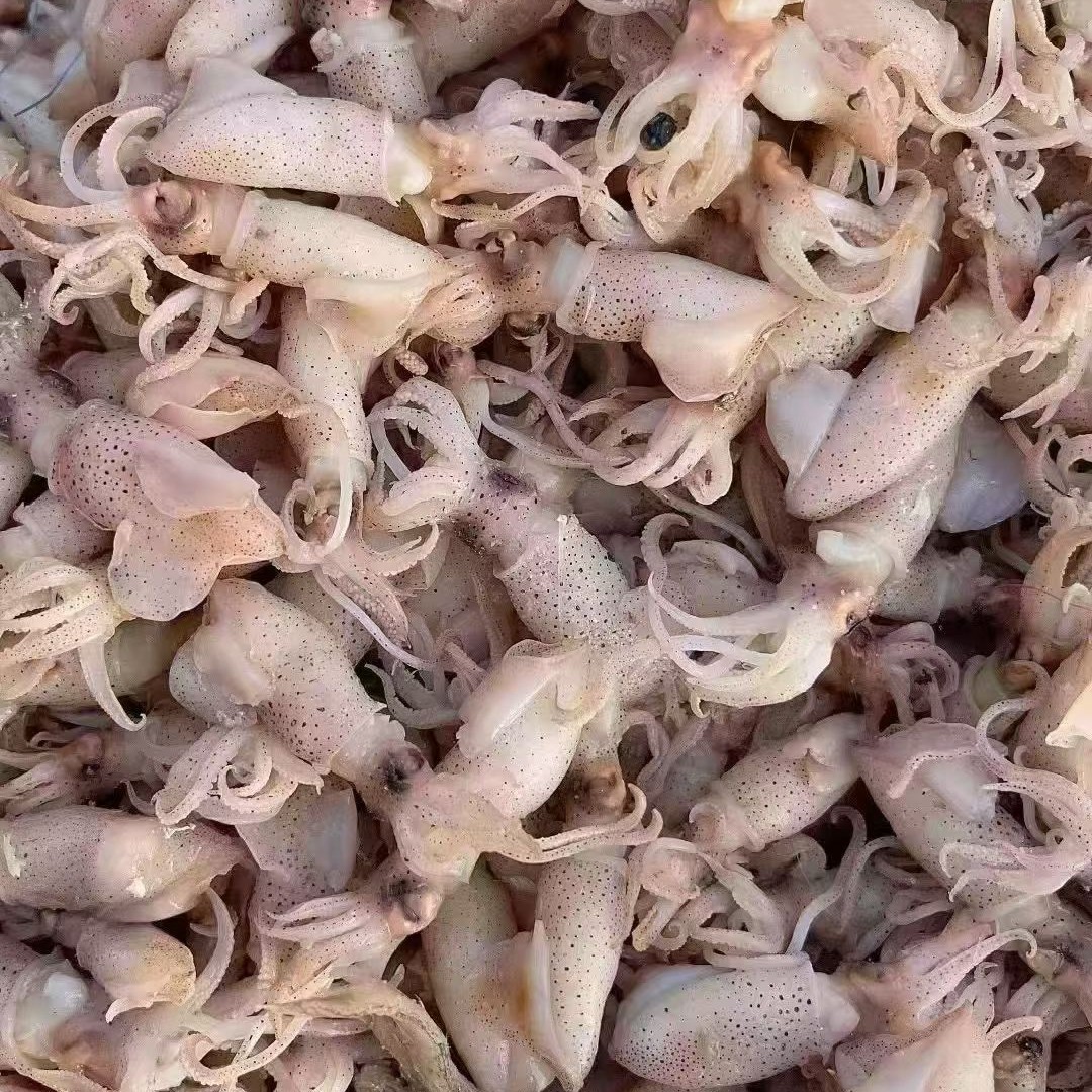 山东发货渤海湾海兔