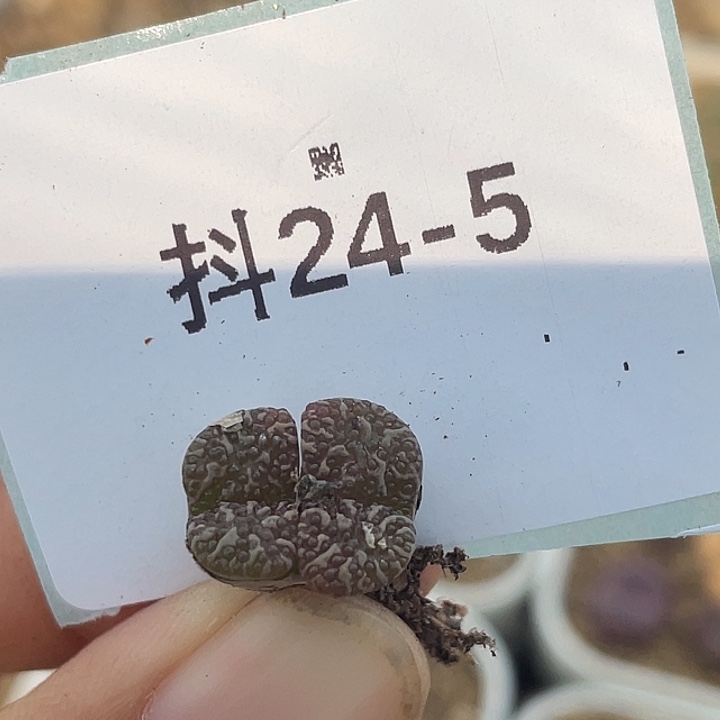 24-5泡泡勋章多肉植物