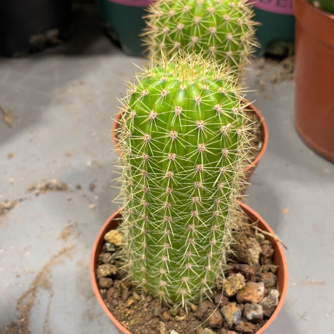 时光金妞自根一杯