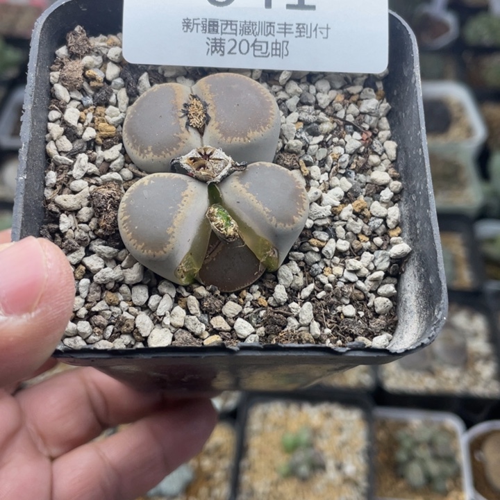 佳人园艺 老周多肉上福利啦和田041