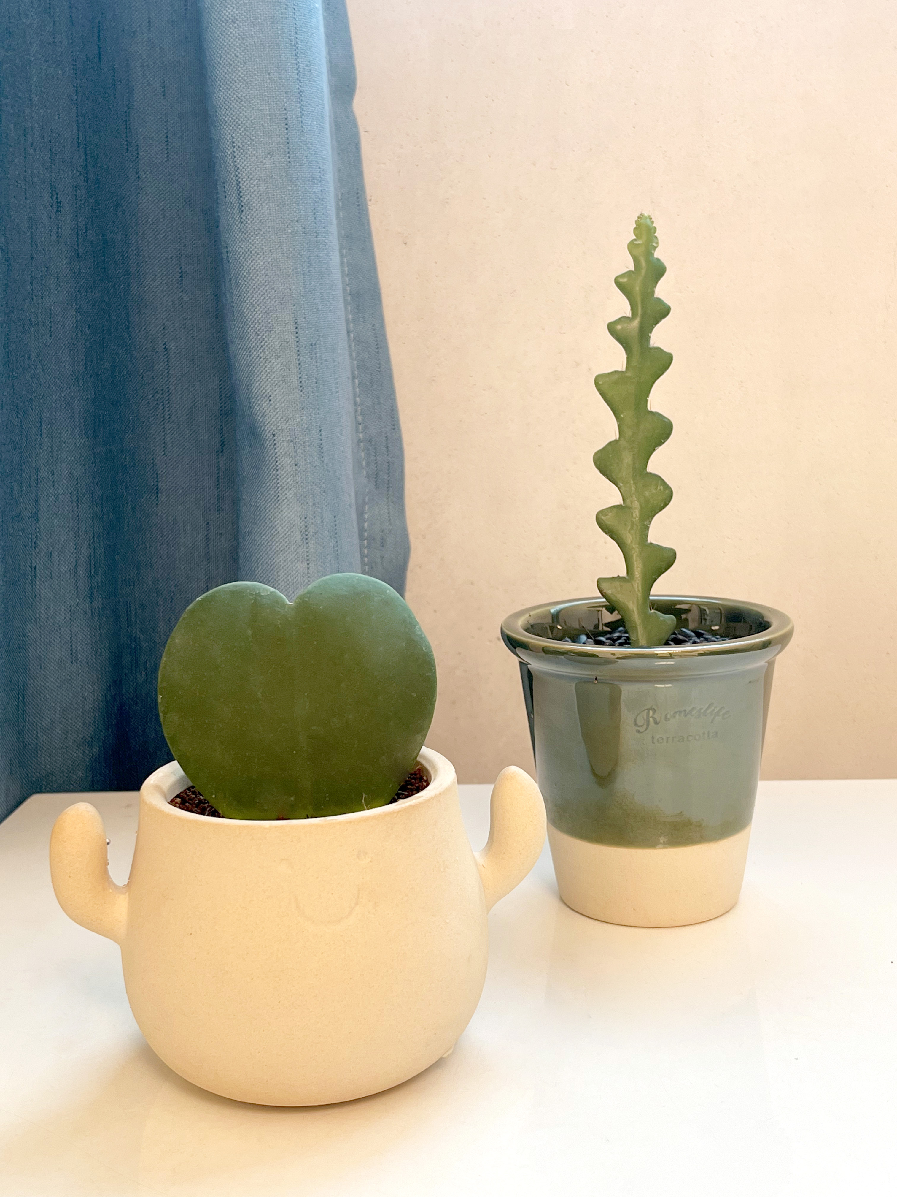 鱼骨令箭室内精致花卉客厅桌面小盆栽