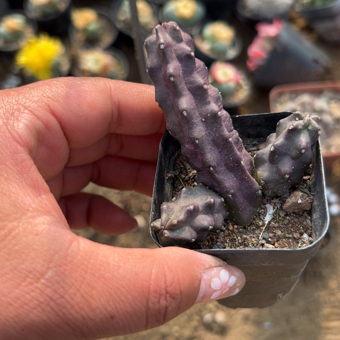 糖*姐多肉植物多肉植物