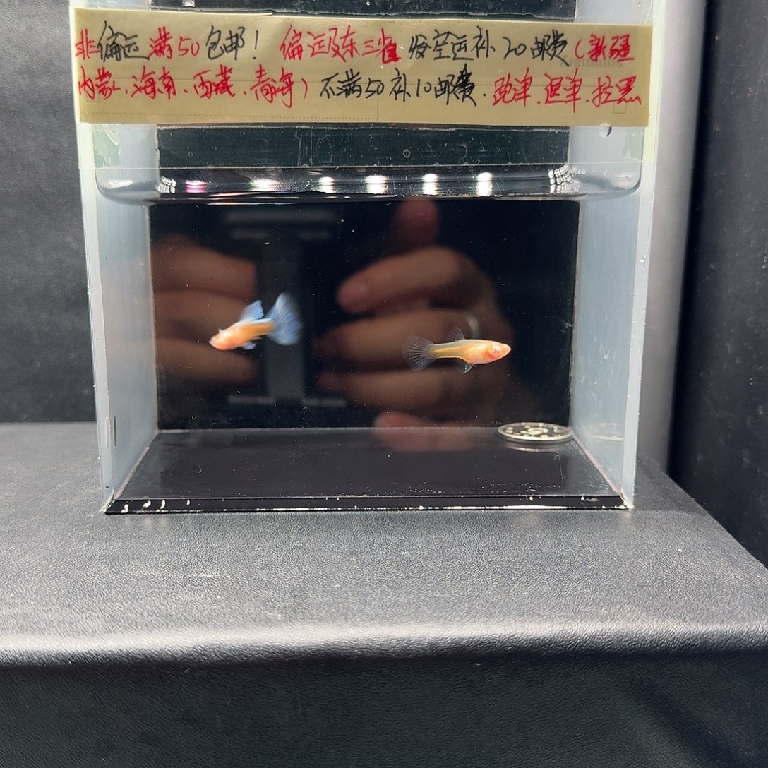 孔雀鱼紫白欧翼飞船一对