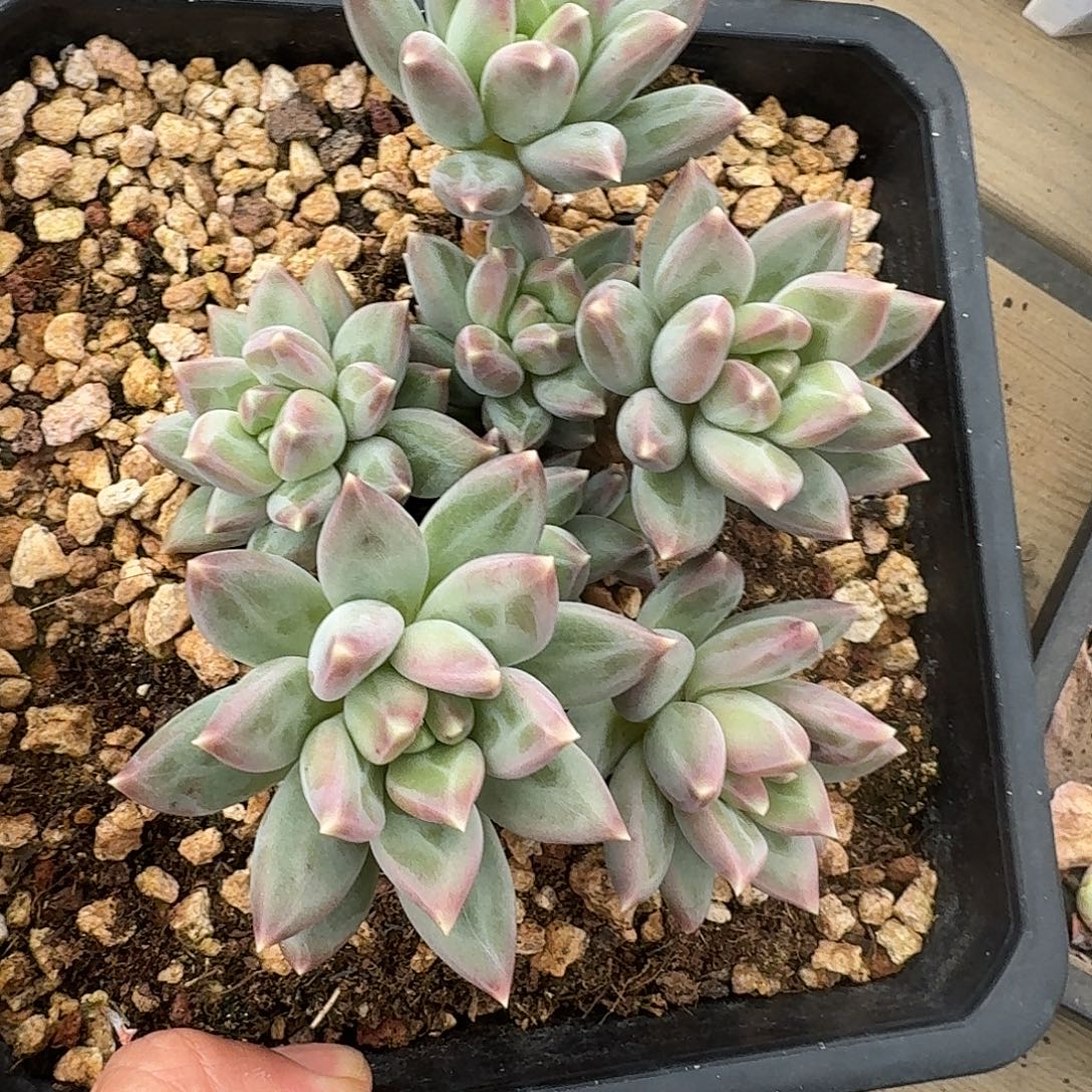 一物一拍多肉（郁金香）