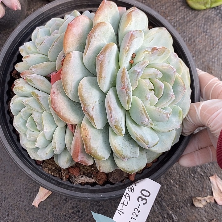 小七夕多肉冰玉30