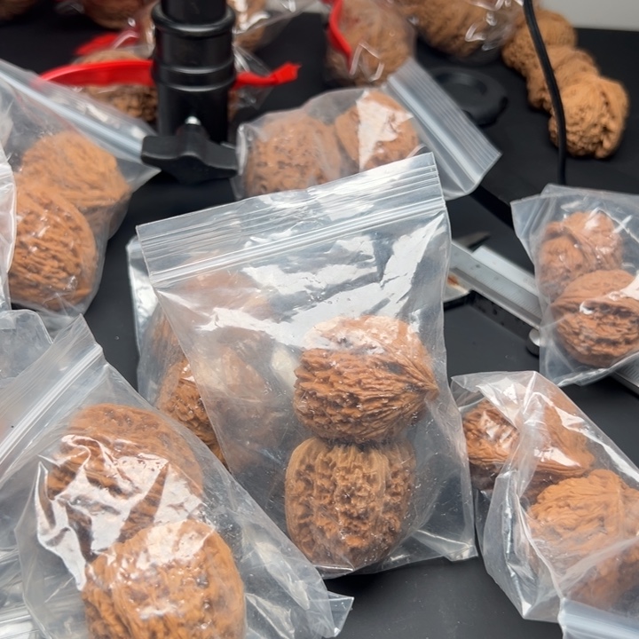 文玩核桃吊坠南疆是