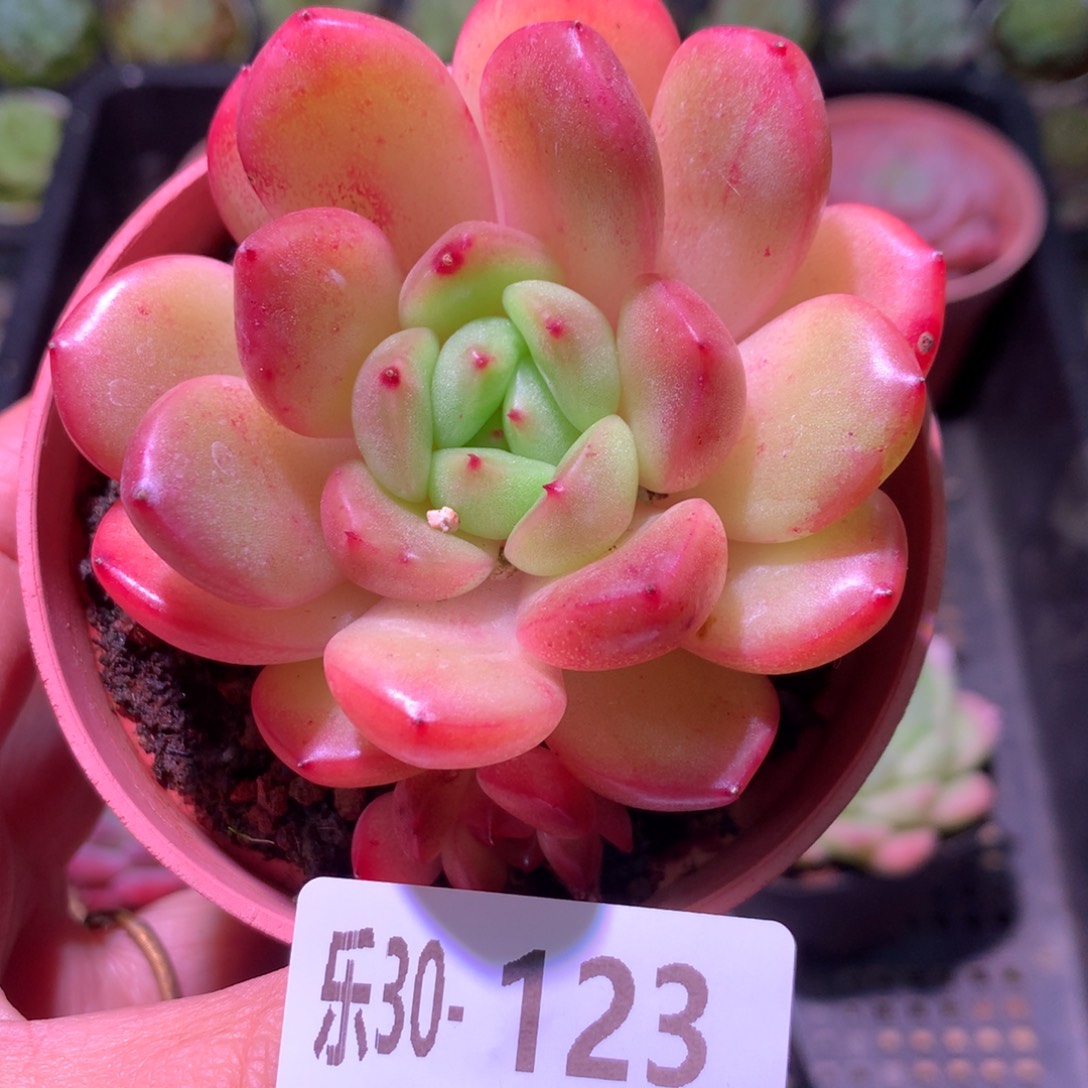 乐然30-123 新品单头 