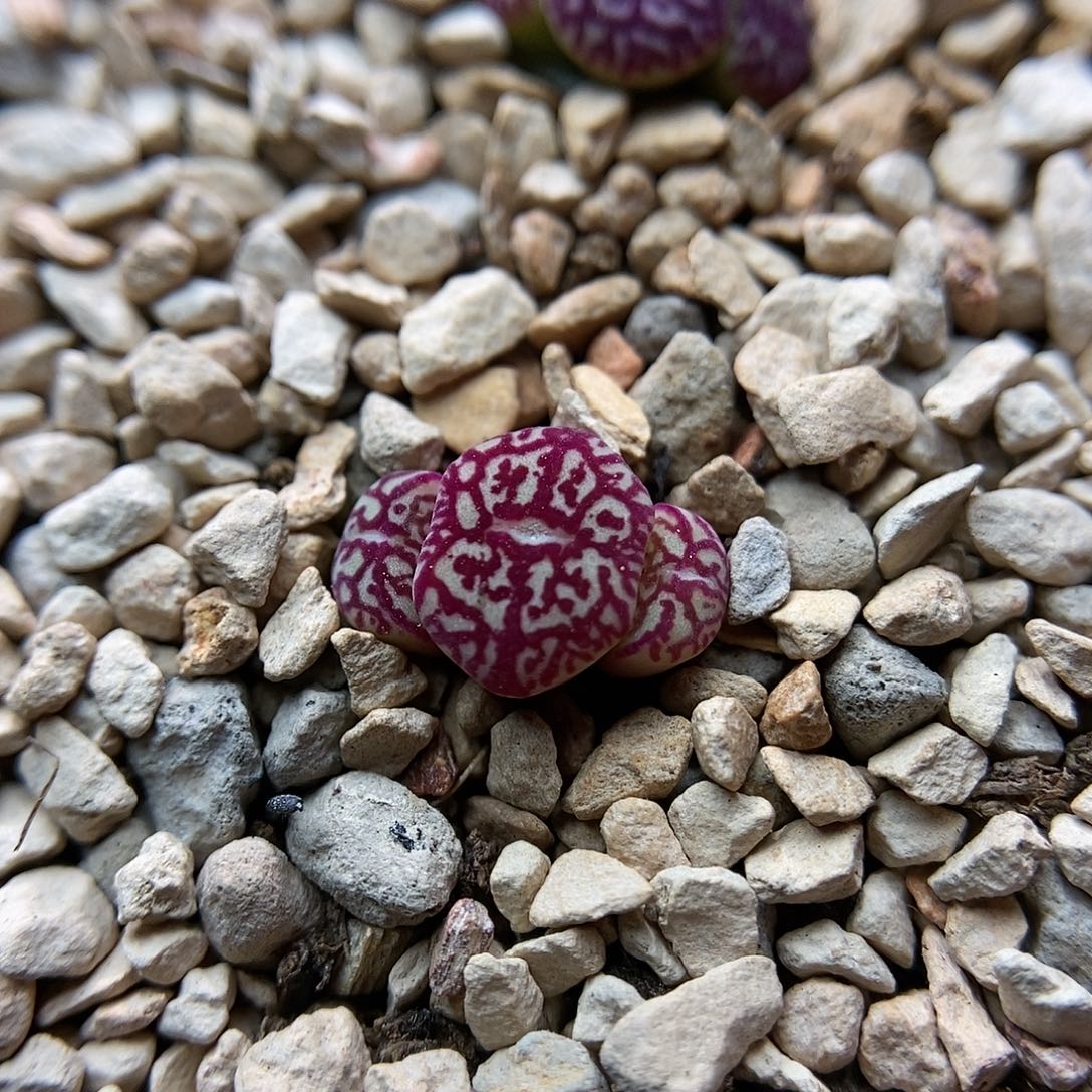 714墨小锥一颗三头