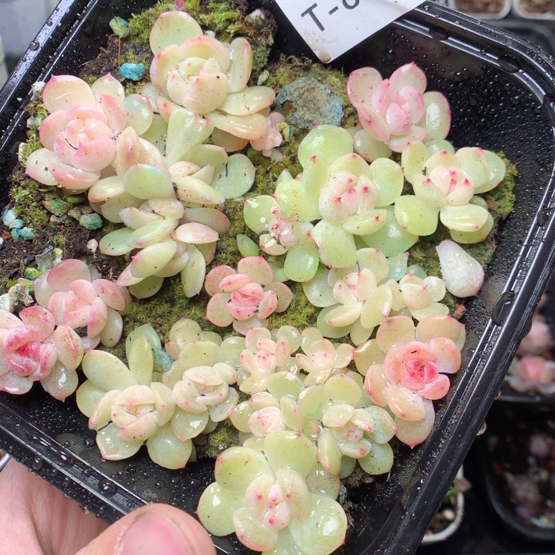 无花朵T80。 181 yyyytt