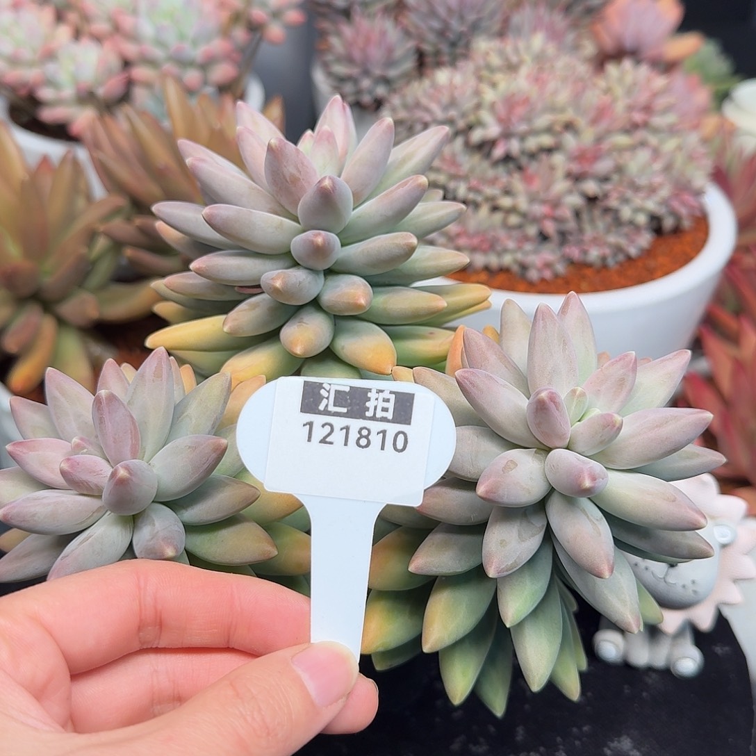 精品多肉植物121810