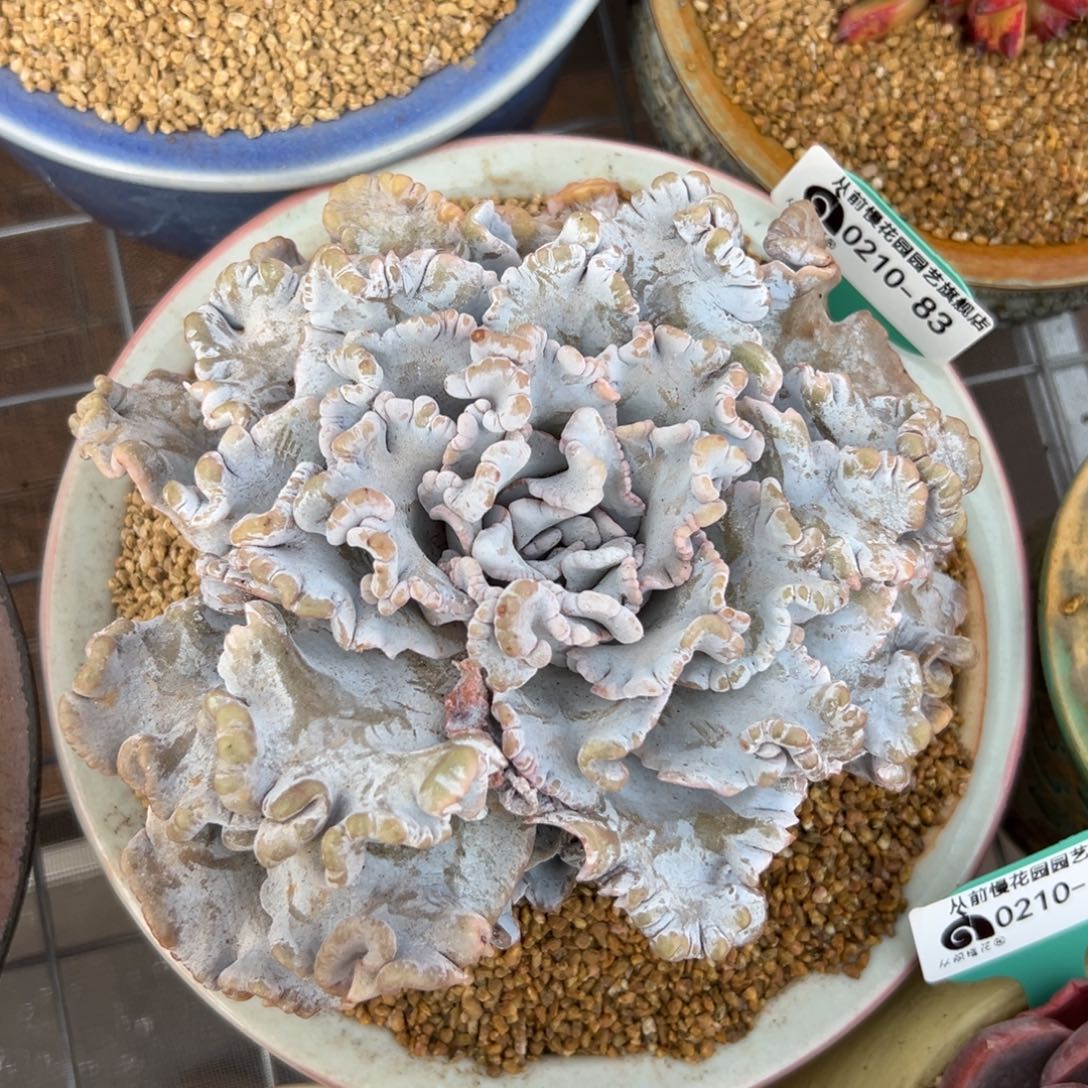 多肉一物一拍0210-83