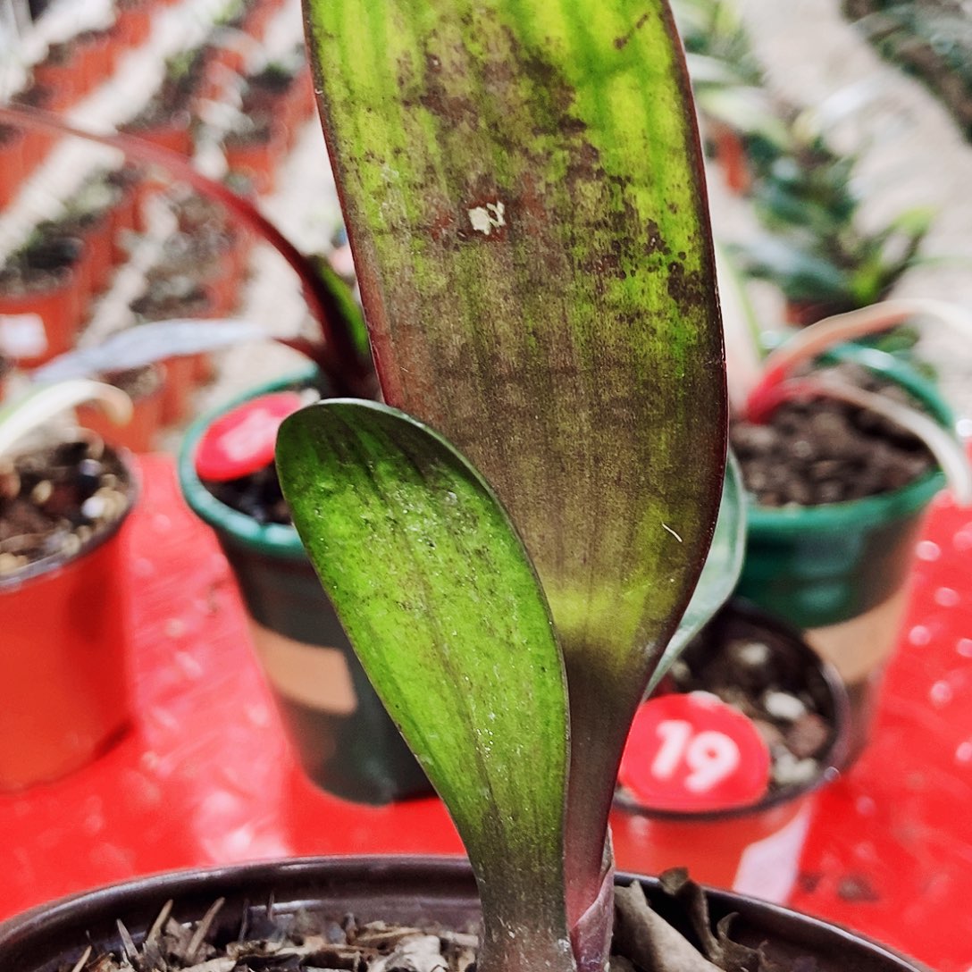 花***花完全开放健健康康快快乐乐