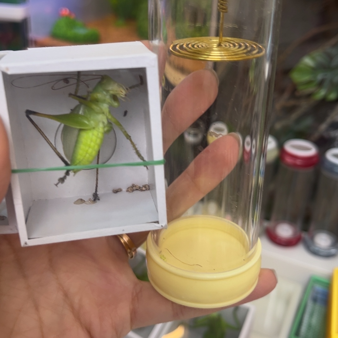 扎嘴桶加扎嘴拍拍拍