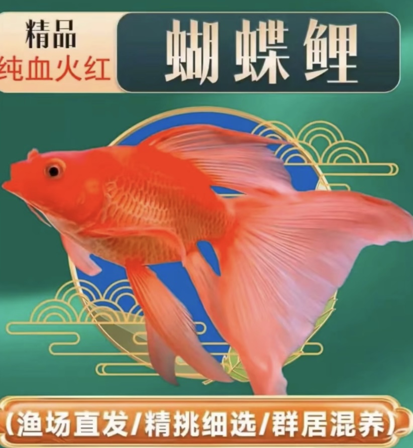 精品蝴蝶鲤11-13红短渔场直发蝴蝶鲤鱼混养群养顺丰包邮