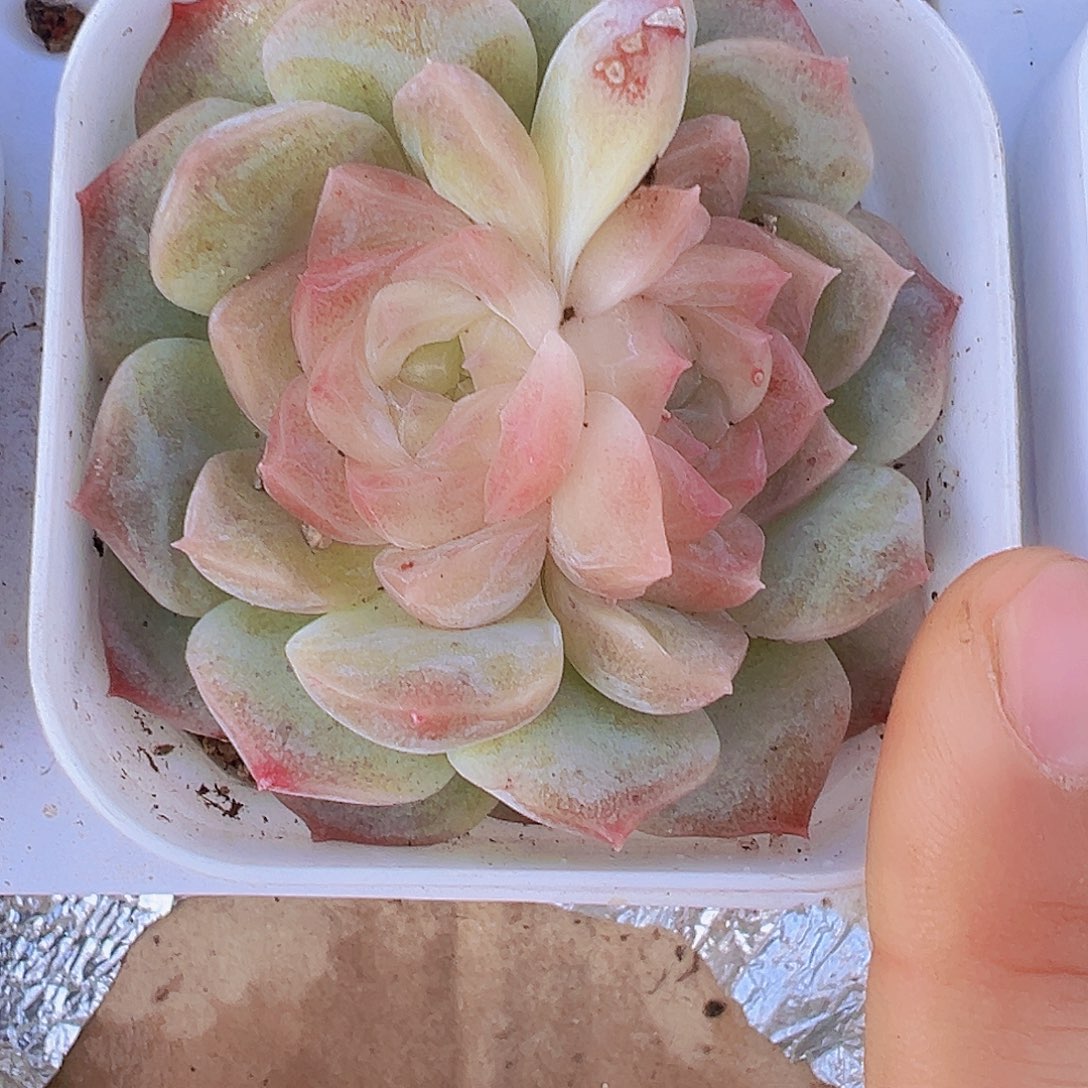 双眼皮泡影1颗19包邮