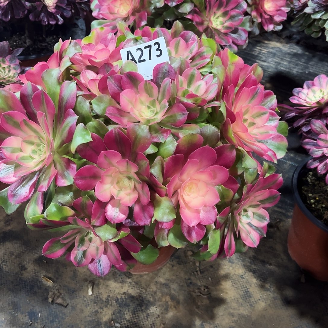 从林香妃273多肉植物