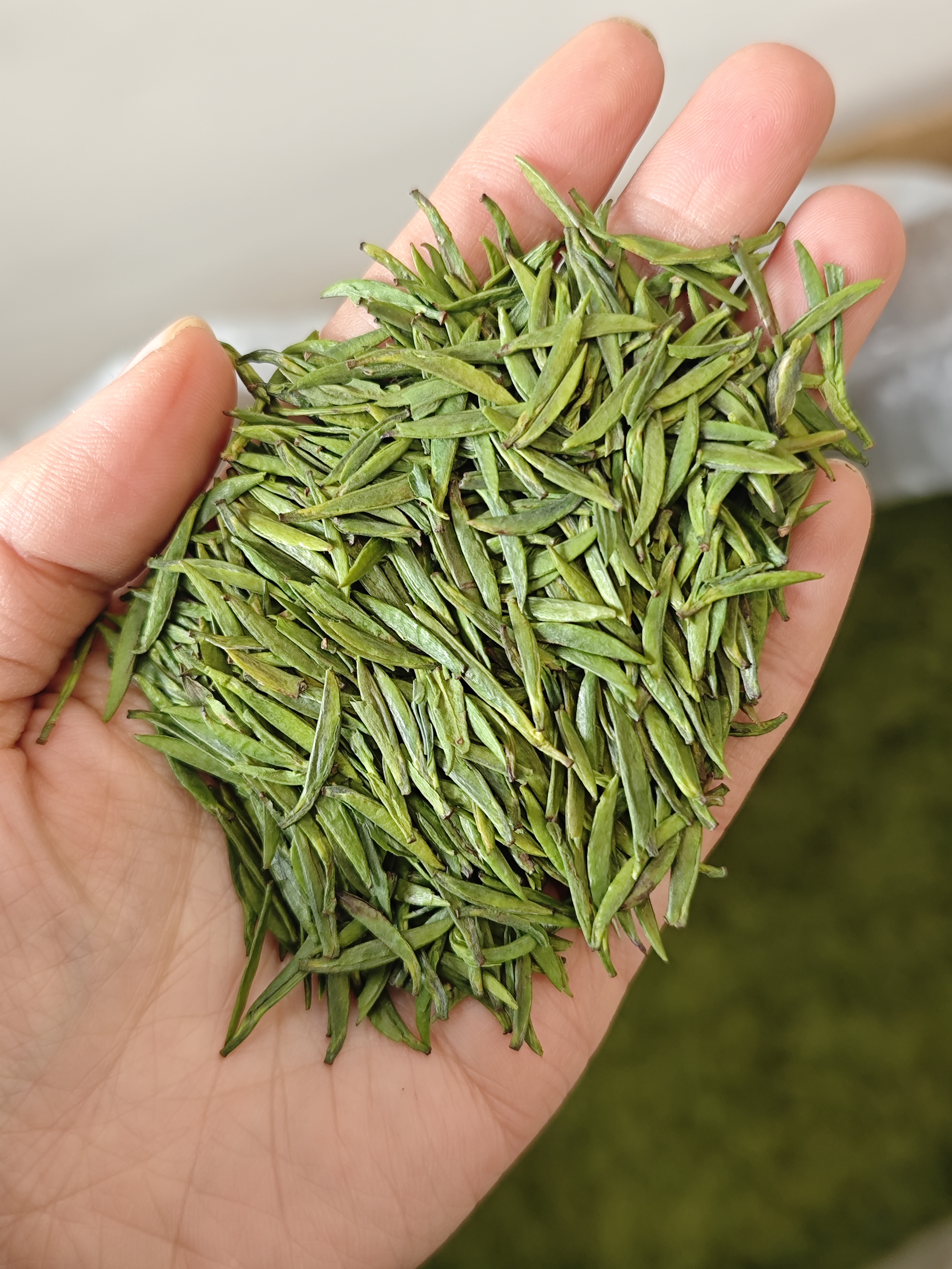 2025年头采九号高香黄版雀舌绿茶